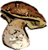 general