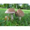 Blusher (Amanita rubescens
) 164