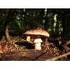 Blusher (Amanita rubescens
) 165