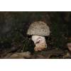 Blusher (Amanita rubescens
) 166