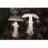 Blusher (Amanita rubescens
) 168