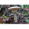 Blusher (Amanita rubescens
) 169