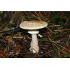 Blusher (Amanita rubescens
) 170