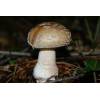 Blusher (Amanita rubescens
) 171