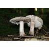 Blusher (Amanita rubescens
) 172