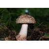 Blusher (Amanita rubescens
) 173