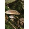 Blusher (Amanita rubescens
) 174