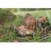 Hen of the Woods (Grifola frondosa
) 382