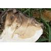 Hen of the Woods (Grifola frondosa
) 383
