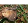 Hen of the Woods (Grifola frondosa
) 384