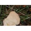 Hen of the Woods (Grifola frondosa
) 385
