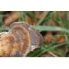 Hen of the Woods (Grifola frondosa
) 386