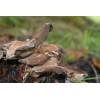 Hen of the Woods (Grifola frondosa
) 387