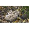 Hen of the Woods (Grifola frondosa
) 388