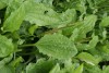 Greater Plantain