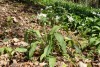 Wild Garlic