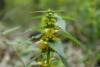 Yellow Dead-nettle